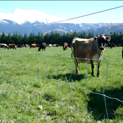 1.8M Height Galvanized Hinge Joint Metal Livestock Grassland Cattle Fence Netting for Strong and Sturdy Fencing Solution
